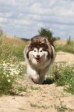 CHIEN FINNOIS DE LAPONIE 065